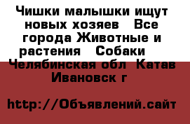   Чишки-малышки ищут новых хозяев - Все города Животные и растения » Собаки   . Челябинская обл.,Катав-Ивановск г.